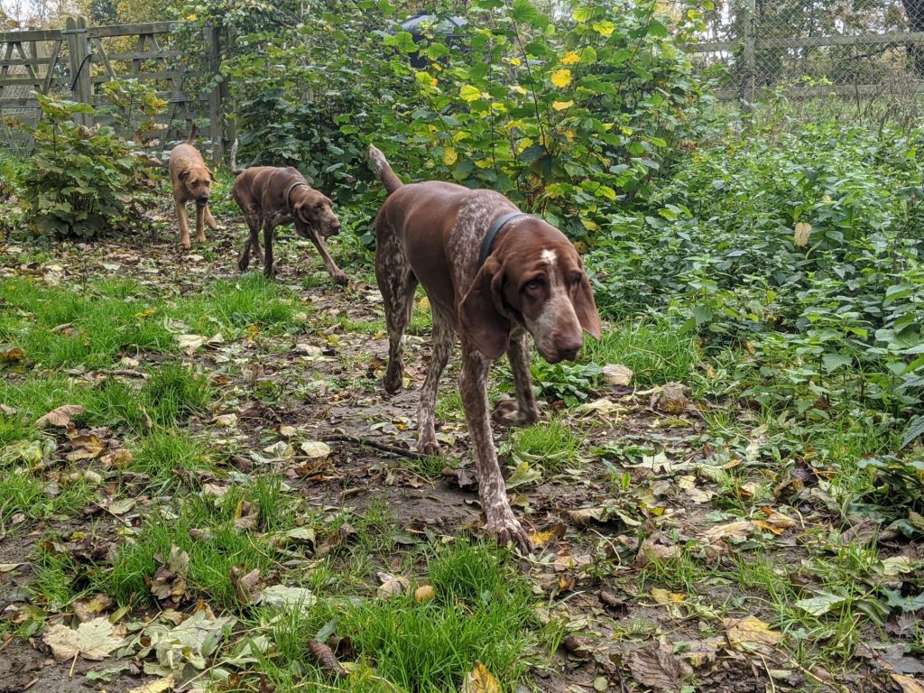 We are going on a bear hunt