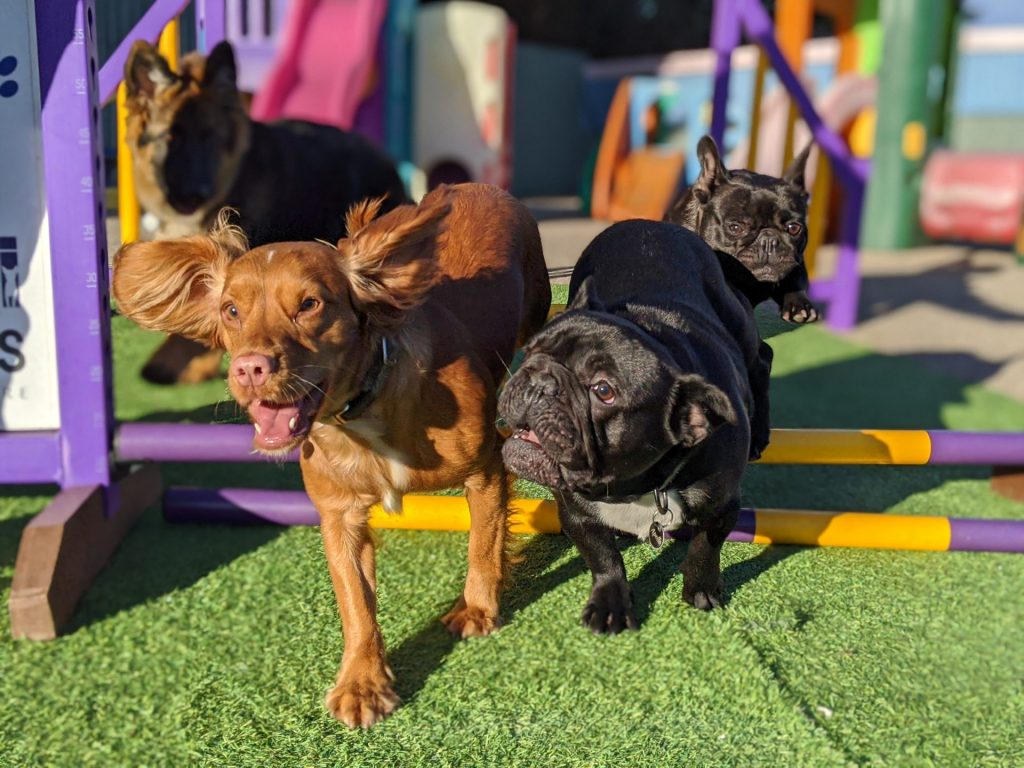 Dog sales lovers boarding