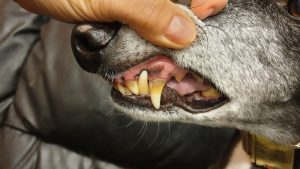 dog teeth cleaning in Ipswich