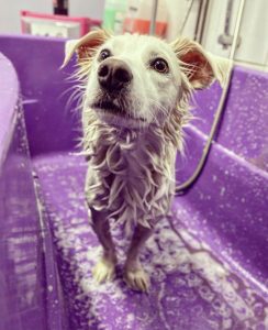 dog being washed during dog grooming sessions at Happ Days Dog Care in Ipswich