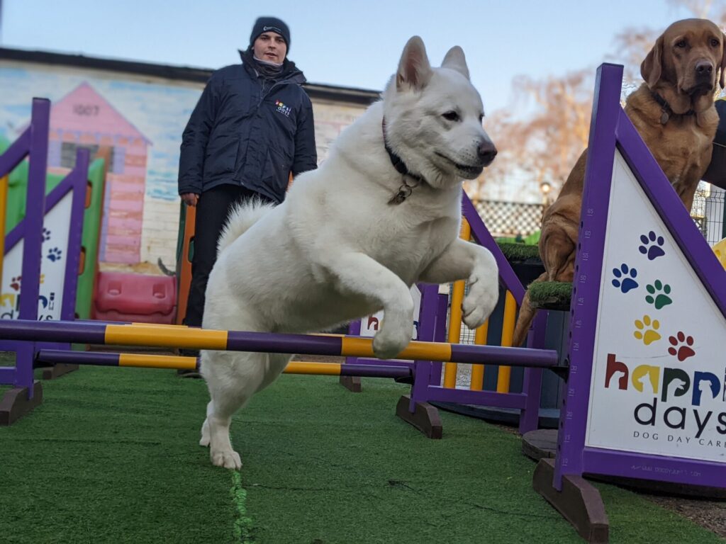 Husky jumping