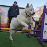 Husky jumping