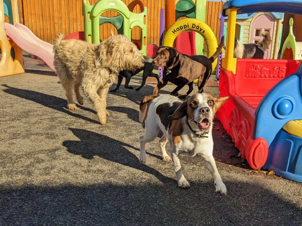 beagle playing with other dogs at our dog adventure days in Ipswich