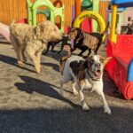 beagle playing with other dogs at our dog adventure days in Ipswich